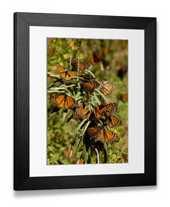 Framed Print : North America, Mexico Framed Print : North America, Mexico