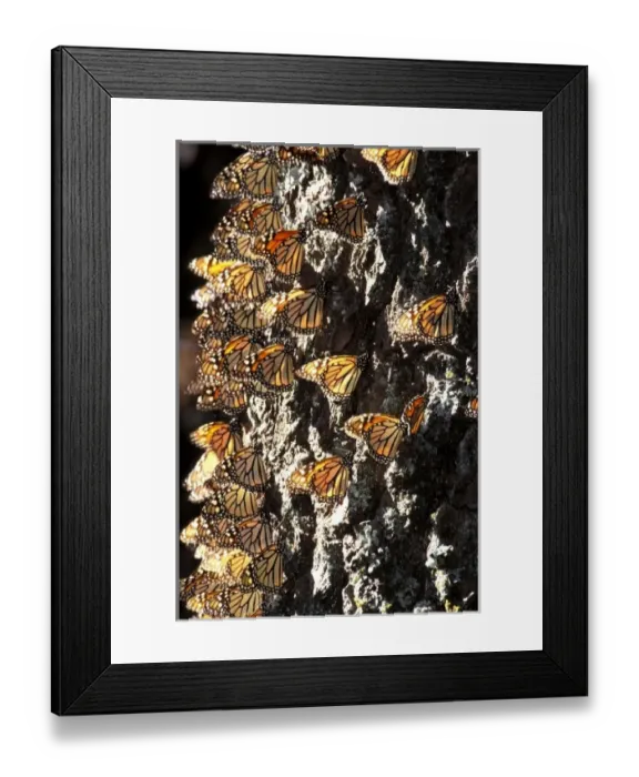 Framed Print : Central America, Mexico. Monarch Butterflies (Danaus plexippus)