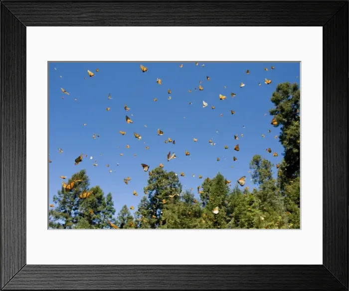 Framed Print : Monarch Butterflies(Danaus plexippus) in flight, El Rosario Butterfly Reserve, Michoacan Framed Print : Monarch Butterflies(Danaus plexippus) in flight, El Rosario Butterfly Reserve, Michoacan