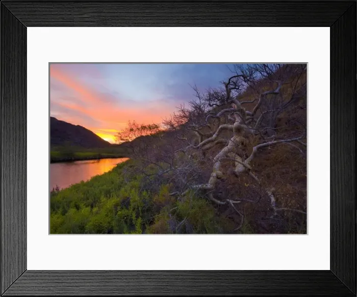 Framed Print : Mexico, Baja, Sea of Cortez. Sunrise over Elephant tree, Ballandra estuary, Isla Carmen