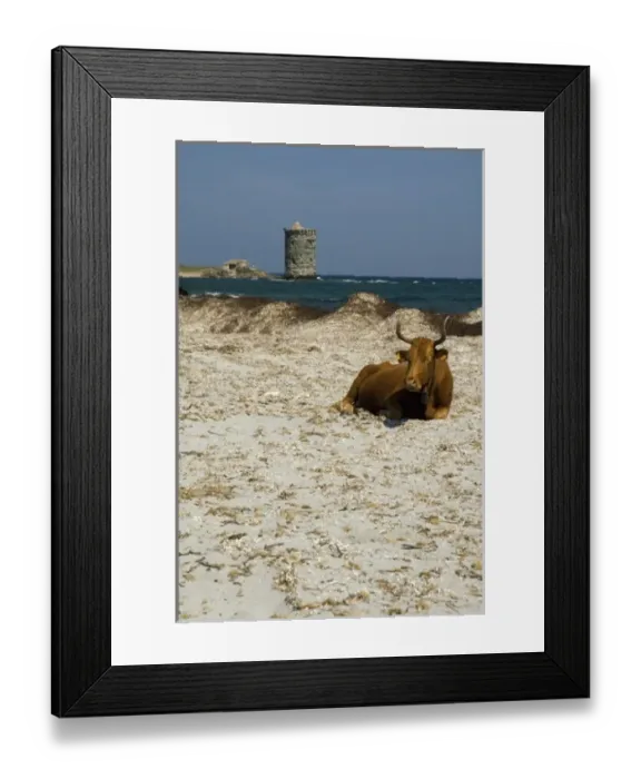 Framed Print : Europe, France, Corsica, Cap Corse. Cows roam freely on remote Cap Corse beaches Framed Print : Europe, France, Corsica, Cap Corse. Cows roam freely on remote Cap Corse beaches