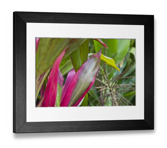 Framed Print : France, Reunion Island, East Reunion, Piton Ste-Rose, Leaves of the Croton plant