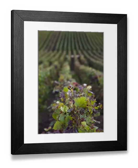 Framed Print : Europe, France