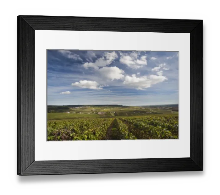 Framed Print : France, Marne, Champagne Region, Hautvilliers, vineyards Framed Print : France, Marne, Champagne Region, Hautvilliers, vineyards