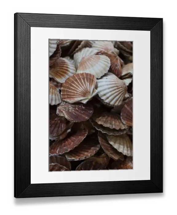 Framed Print : France, Moselle, Lorraine Region, Metz, covered market, sea shells Framed Print : France, Moselle, Lorraine Region, Metz, covered market, sea shells