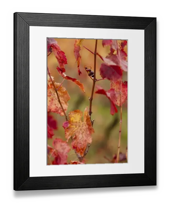 Framed Print : France, Midi-Pyrenees Region, Tarn Department, Gaillac, vineyard in autumn Framed Print : France, Midi-Pyrenees Region, Tarn Department, Gaillac, vineyard in autumn
