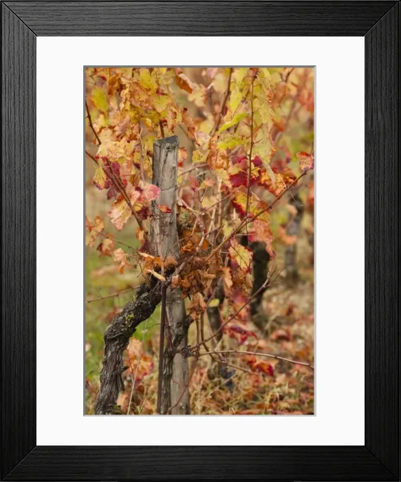 Framed Print : France, Midi-Pyrenees Region, Tarn Department, Gaillac, vineyard in autumn Framed Print : France, Midi-Pyrenees Region, Tarn Department, Gaillac, vineyard in autumn