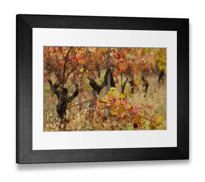 Framed Print : France, Midi-Pyrenees Region, Tarn Department, Gaillac, vineyard in autumn Framed Print : France, Midi-Pyrenees Region, Tarn Department, Gaillac, vineyard in autumn