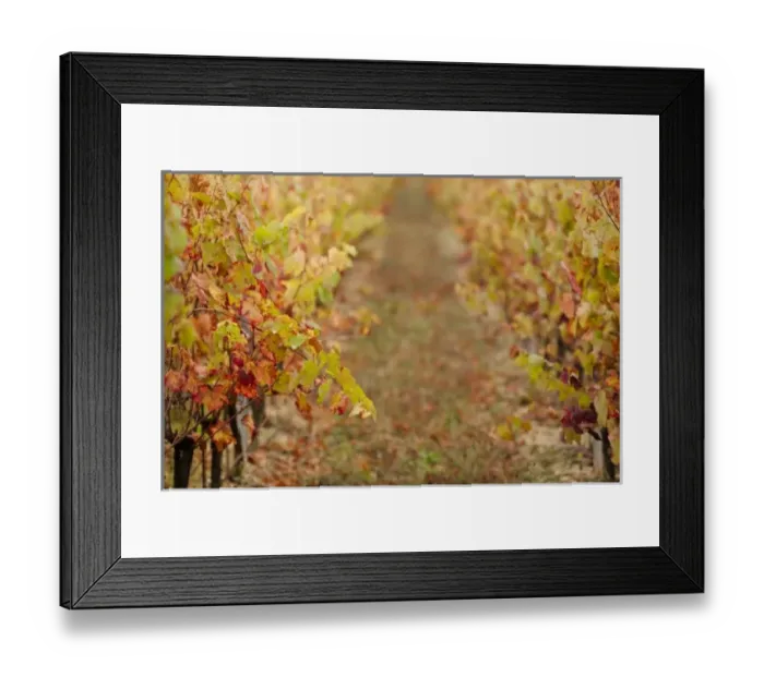 Framed Print : France, Midi-Pyrenees Region, Tarn Department, Gaillac, vineyard in autumn Framed Print : France, Midi-Pyrenees Region, Tarn Department, Gaillac, vineyard in autumn