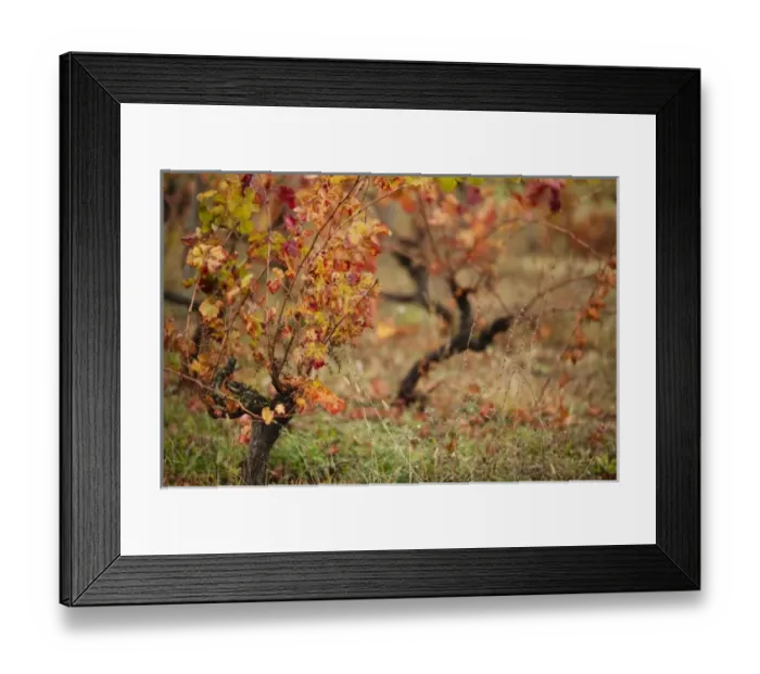 Framed Print : France, Midi-Pyrenees Region, Tarn Department, Gaillac, vineyard in autumn Framed Print : France, Midi-Pyrenees Region, Tarn Department, Gaillac, vineyard in autumn