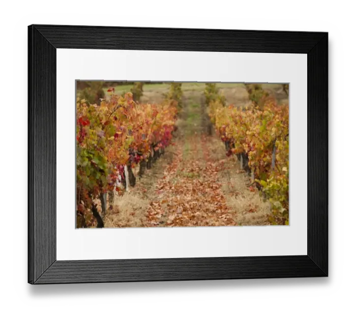 Framed Print : France, Midi-Pyrenees Region, Tarn Department, Gaillac, vineyard in autumn