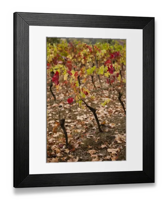 Framed Print : France, Midi-Pyrenees Region, Tarn Department, Gaillac, vineyard in autumn Framed Print : France, Midi-Pyrenees Region, Tarn Department, Gaillac, vineyard in autumn