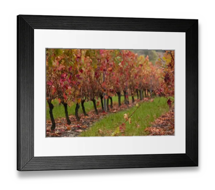 Framed Print : France, Midi-Pyrenees Region, Tarn Department, Ste-Croix, vineyards in autumn
