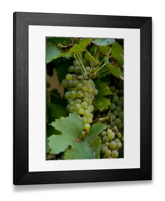 Framed Print : Germany, Franconia, Wertheim. Grapes used to make famous Franconian local wine