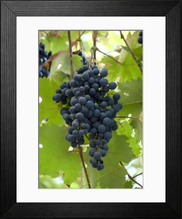 Framed Print : Europe, Germany Framed Print : Europe, Germany