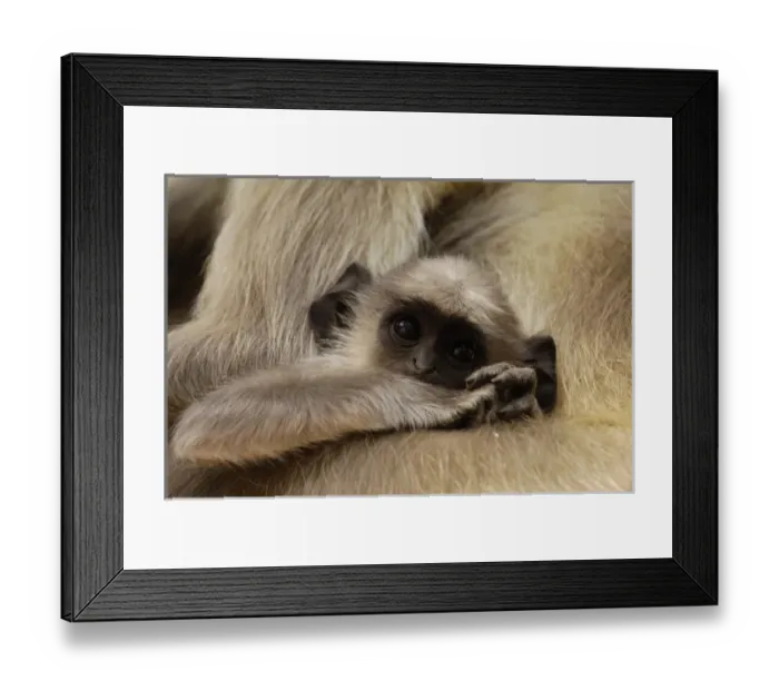 Framed Print : Asia, India Framed Print : Asia, India