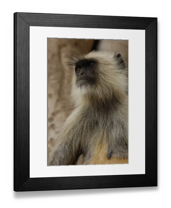 Framed Print : Hanuman Langur or Black-faced, Common or Grey Langur (Presbytis entellus) Ranthambhore