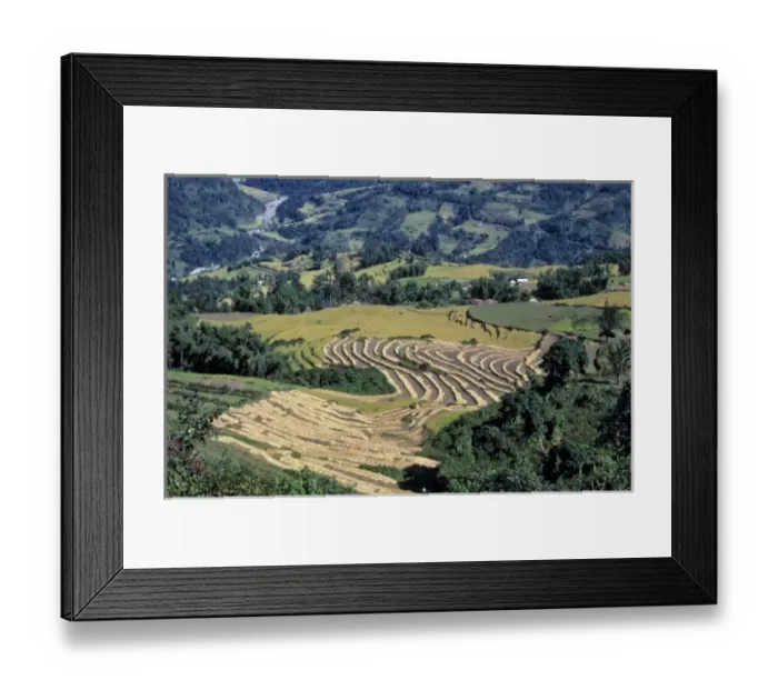 Framed Print : Sikkim, Gangtok. Rice is harvested from the terraces of Gangtok, Sikkim, radically Framed Print : Sikkim, Gangtok. Rice is harvested from the terraces of Gangtok, Sikkim, radically