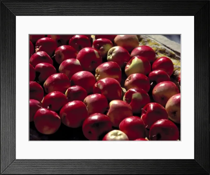 Framed Print : Asia, India, Ladakh, Leh. Apples shine in the morning light at the market at Lamayuru, India Framed Print : Asia, India, Ladakh, Leh. Apples shine in the morning light at the market at Lamayuru, India