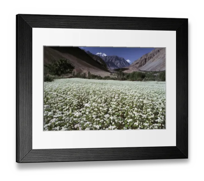Framed Print : Asia, India, Ladakh, Suru. A lush carpet of white blooms cover the Suru area, in Zanskar Valley Framed Print : Asia, India, Ladakh, Suru. A lush carpet of white blooms cover the Suru area, in Zanskar Valley