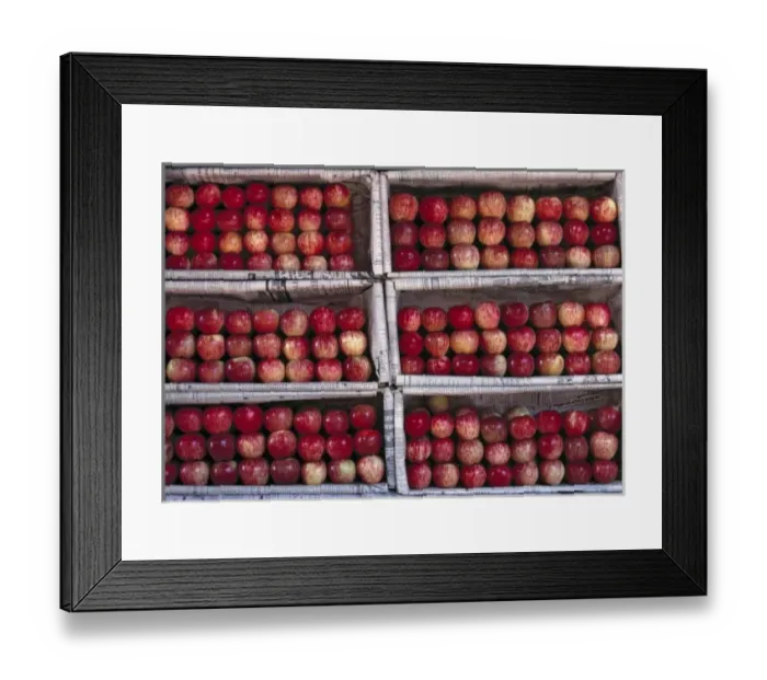 Framed Print : Asia, India, Rajasthan, Jodhpur. Apples are arranged in neat rows in their boxes Framed Print : Asia, India, Rajasthan, Jodhpur. Apples are arranged in neat rows in their boxes
