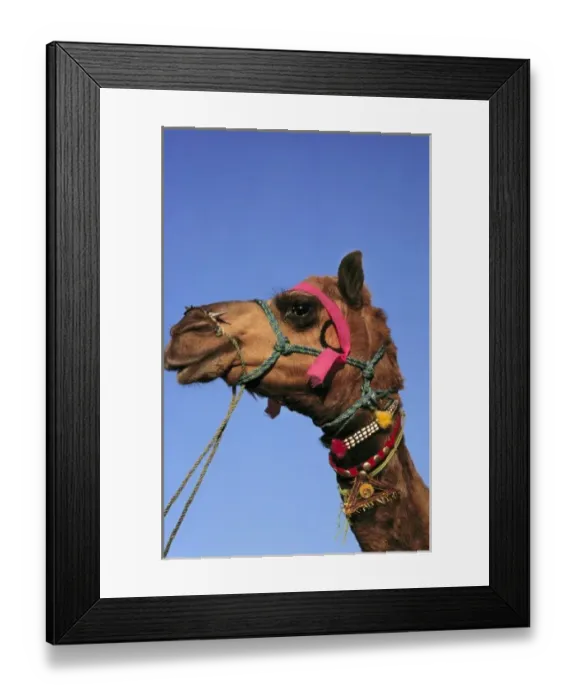 Framed Print : Asia, India, Rajasthan, Pushkar. A bedizened camel waits patiently at the Pushkar