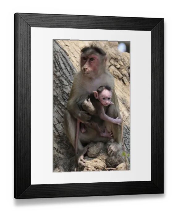Framed Print : Asia, India Framed Print : Asia, India