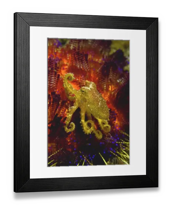 Framed Print : Indonesia, Pantar Island. Due to the presence of the blue ring on either side of its body