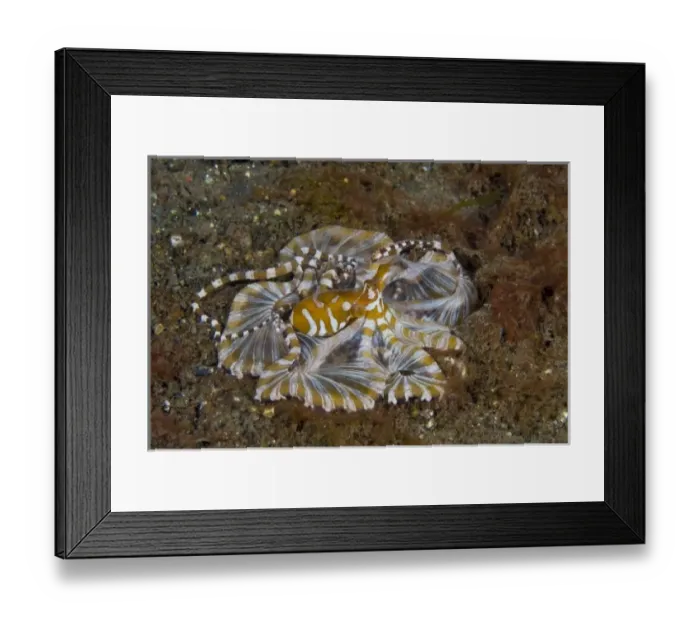Framed Print : Indonesia, Pantar Island. Close-up of long-arm octopus, or wonderpus, resting on ocean floor Framed Print : Indonesia, Pantar Island. Close-up of long-arm octopus, or wonderpus, resting on ocean floor