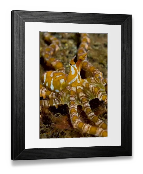 Framed Print : Indonesia, Pantar Island. Close-up of long-arm octopus, or wonderpus, resting on ocean floor Framed Print : Indonesia, Pantar Island. Close-up of long-arm octopus, or wonderpus, resting on ocean floor