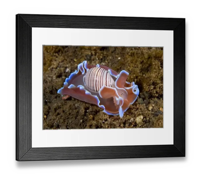 Framed Print : Indonesia, Pantar Island. Close-up of nocturnal mollusk on ocean bottom