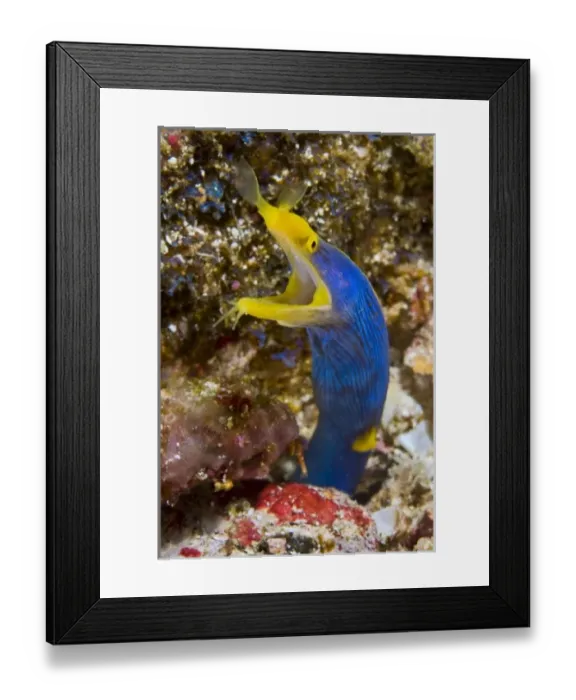 Framed Print : Indonesia, Suangi Island. Close-up of colorful ribbon eel
