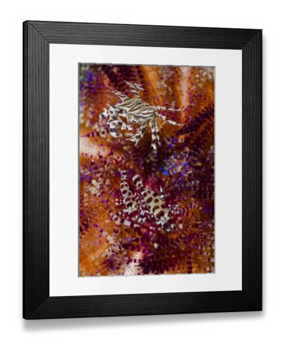 Framed Print : Indonesia, Adonara Island. Close-up of invertebrates are commensal with urchins