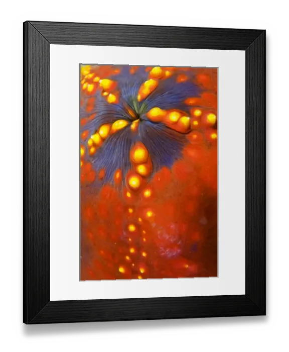 Framed Print : Indonesia, Komodo National Park. Close-up of sea cucumber variety Framed Print : Indonesia, Komodo National Park. Close-up of sea cucumber variety