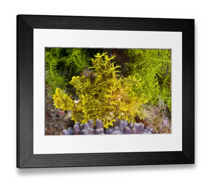 Framed Print : Asia, Indonesia Framed Print : Asia, Indonesia