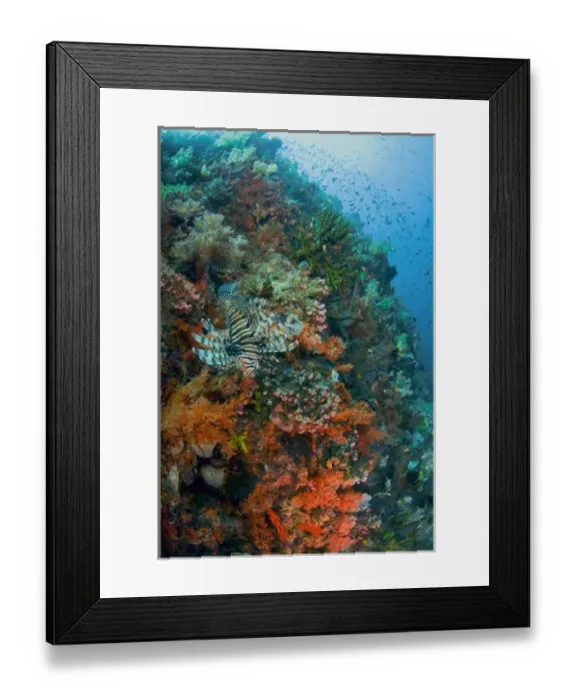 Framed Print : Indonesia, Komodo National Park. Lionfish swimming over reef Framed Print : Indonesia, Komodo National Park. Lionfish swimming over reef