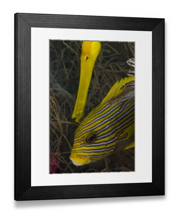 Framed Print : Asia, Indonesia Framed Print : Asia, Indonesia