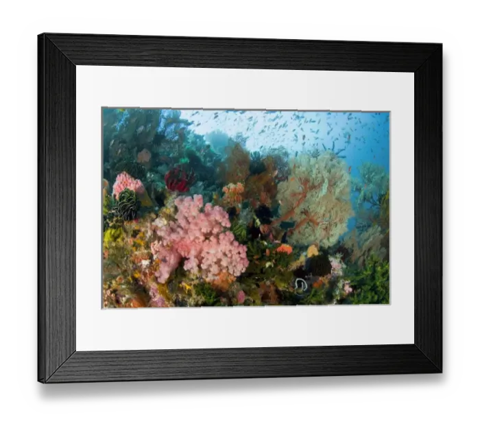 Framed Print : Indonesia, Komodo National Park. Colorful coral on reef Framed Print : Indonesia, Komodo National Park. Colorful coral on reef