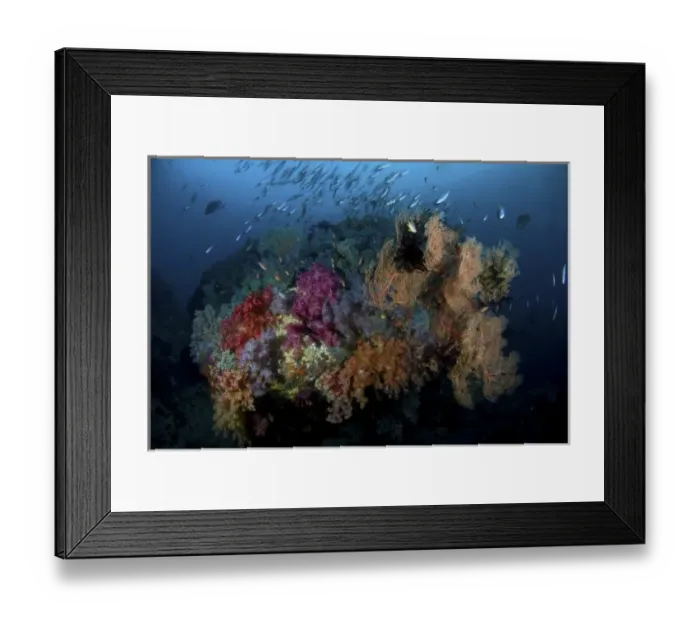 Framed Print : Indonesia, Papua, Raja Ampat. Scenic of coral and schooling fish Framed Print : Indonesia, Papua, Raja Ampat. Scenic of coral and schooling fish