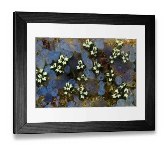 Framed Print : Indonesia, Papua, Raja Ampat. Bluebell tunicates and other marine animals