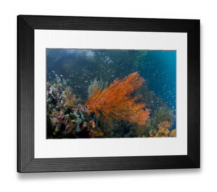 Framed Print : Indonesia, New Guinea Island, Raja Ampat. Corals growing near the ocean surface in a mangrove area Framed Print : Indonesia, New Guinea Island, Raja Ampat. Corals growing near the ocean surface in a mangrove area