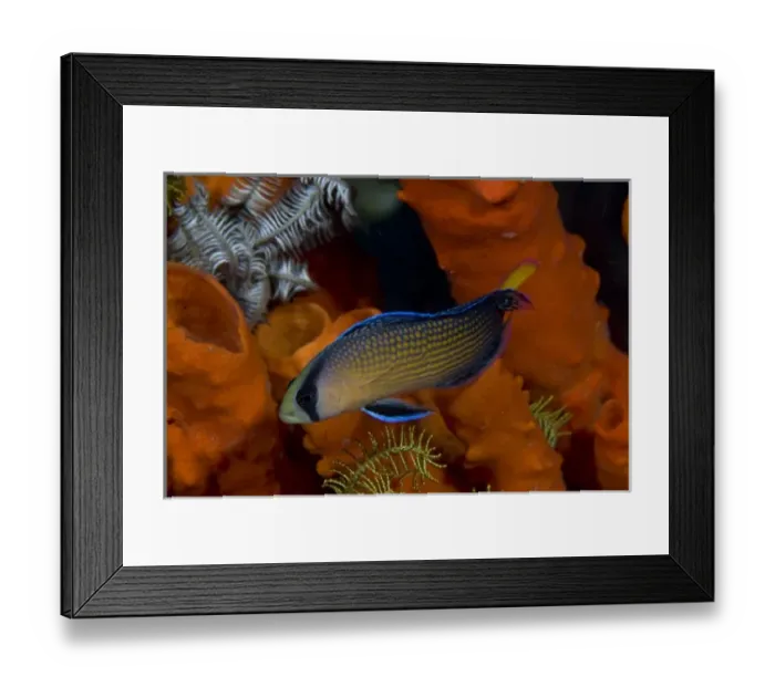 Framed Print : Indonesia, Papua, Raja Ampat. Close-up of dottyback fish amid corals Framed Print : Indonesia, Papua, Raja Ampat. Close-up of dottyback fish amid corals