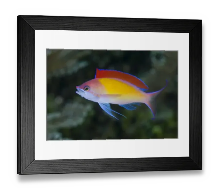 Framed Print : Asia, Indonesia Framed Print : Asia, Indonesia