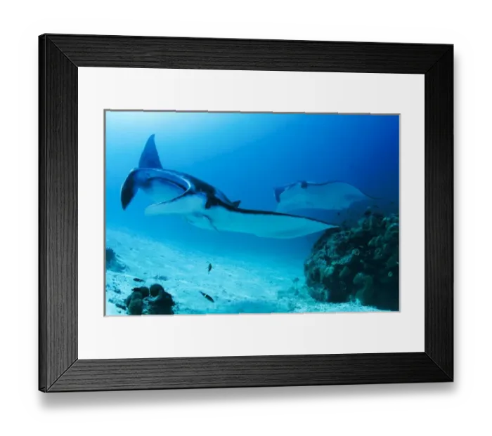 Framed Print : Indonesia, Papua, Raja Ampat, Manta Point. Two manta rays swim past coral near bottom Framed Print : Indonesia, Papua, Raja Ampat, Manta Point. Two manta rays swim past coral near bottom