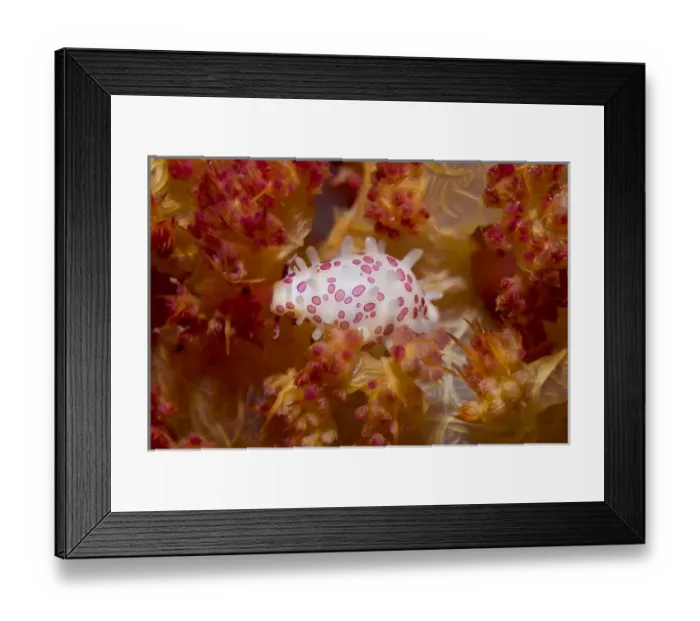 Framed Print : Indonesia, New Guinea Island, Raja Ampat. Cowry mollusks can match their color to