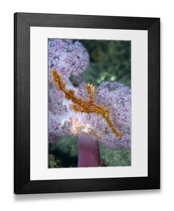 Framed Print : Indonesia, Papua, Raja Ampat. Pipefish swims past coral Framed Print : Indonesia, Papua, Raja Ampat. Pipefish swims past coral