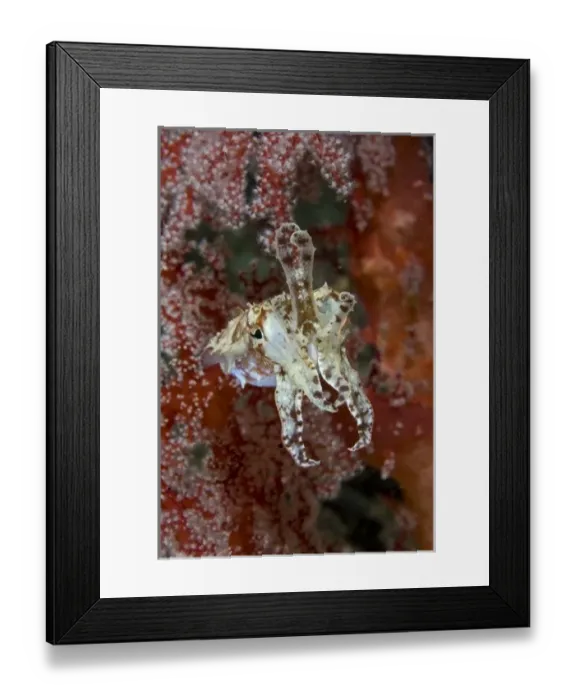 Framed Print : Indonesia, New Guinea Island, Raja Ampat. Front view of cuttlefish amid corals Framed Print : Indonesia, New Guinea Island, Raja Ampat. Front view of cuttlefish amid corals