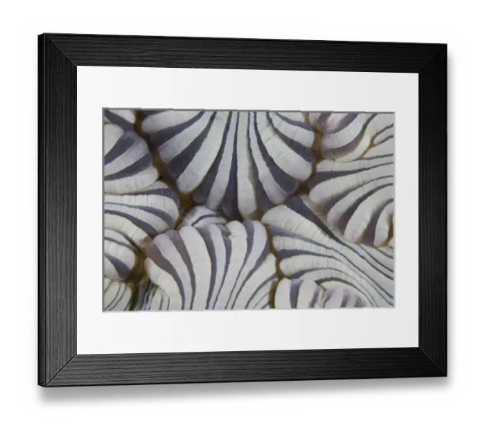 Framed Print : Indian Ocean, Indonesia, Sulawesi Island, Lembeh Straits. Close-up of the mouth of Framed Print : Indian Ocean, Indonesia, Sulawesi Island, Lembeh Straits. Close-up of the mouth of