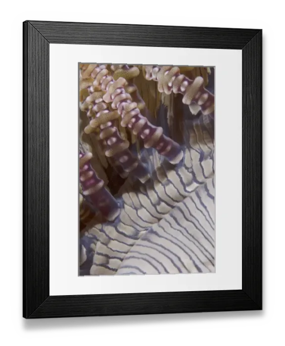Framed Print : Indian Ocean, Indonesia, Sulawesi Island, Lembeh Straits. Close-up of ringed tentacles Framed Print : Indian Ocean, Indonesia, Sulawesi Island, Lembeh Straits. Close-up of ringed tentacles