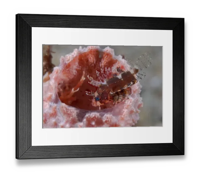 Framed Print : Indian Ocean, Indonesia, Sulawesi Island, Lembeh Straits. Juvenile dendrochirus zebra Framed Print : Indian Ocean, Indonesia, Sulawesi Island, Lembeh Straits. Juvenile dendrochirus zebra